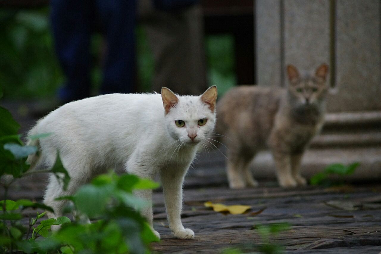 認(rèn)養(yǎng)動(dòng)物